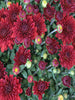 Chrysanthemum Dark Red - SEASONALS - Exotic Flora