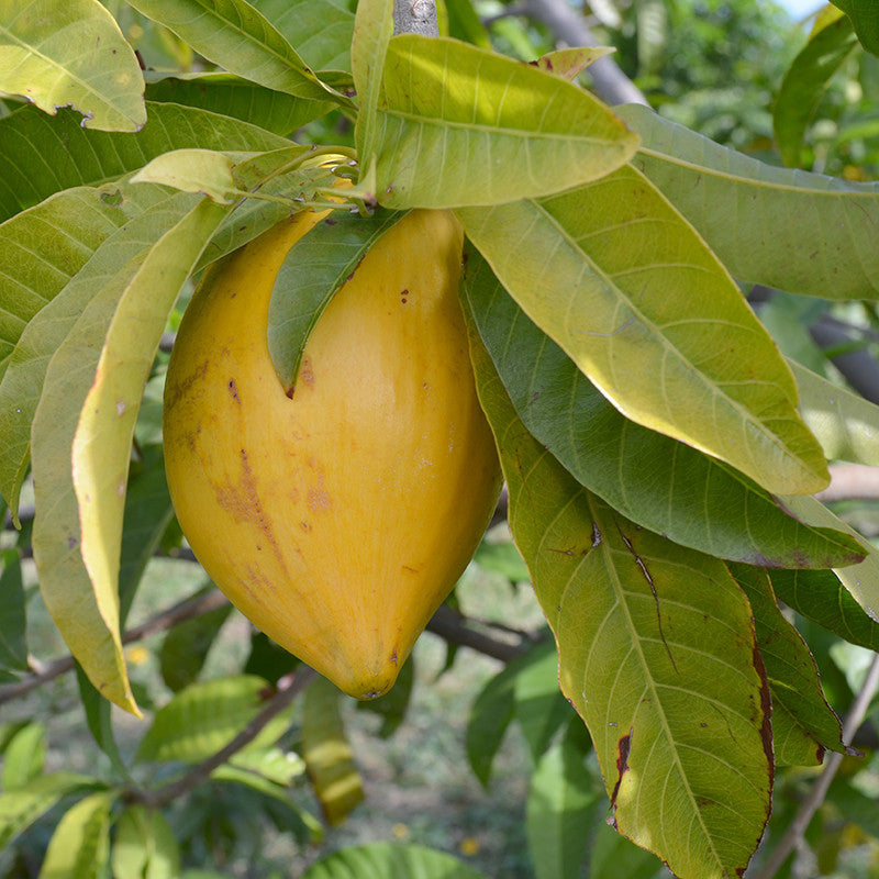 egg tree plant Eggfruit