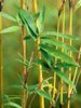 Golden Bamboo - Ornamental Shrubs