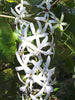 Petrea White - Creepers & Climbers