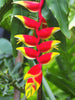 Heliconia Rostrata - Flowering Plants