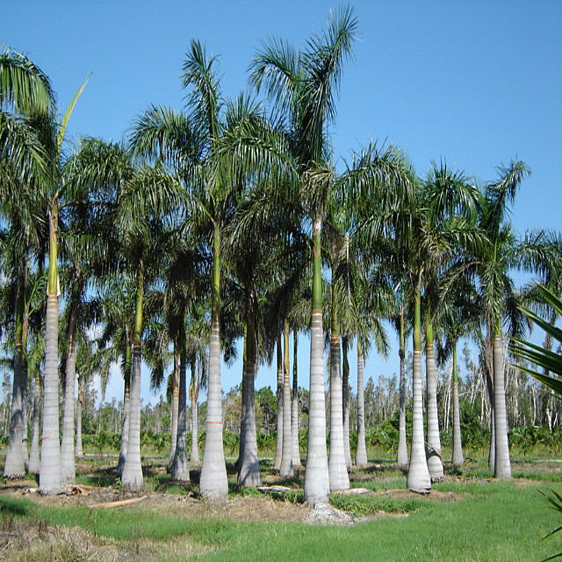 bottle palm planting distance Royal Bottle Palm