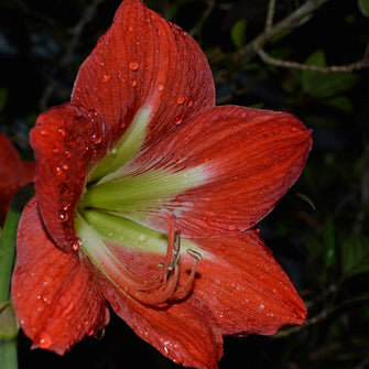Amaryllis Lily, Red - Flowering Plants - Exotic Flora