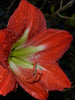 Amaryllis Lily, Red - Flowering Plants - Exotic Flora
