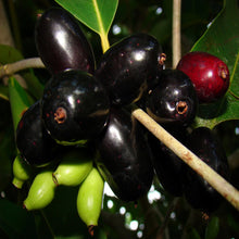 Jambolan Badoli  (Grafted) -Big Size Plants
