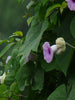 Elephant Creeper-Creepers & Climbers - Exotic Flora