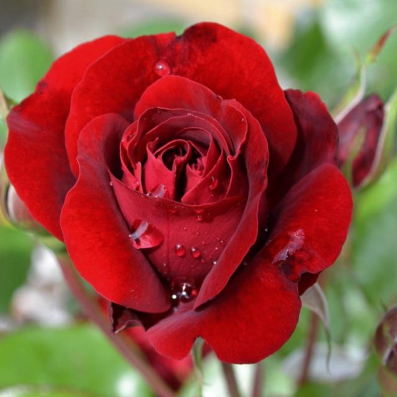 Maroon Rose - Flowering Plants– Exotic Flora