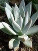 Echeveria 11-Gift Plants - Exotic Flora