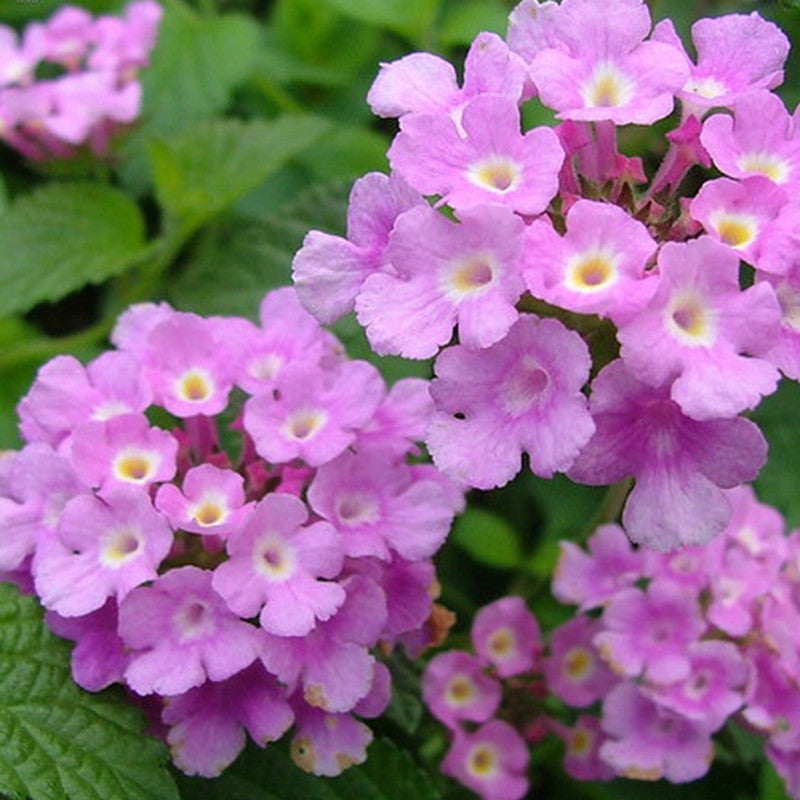 Lantana Purple- Flowering Shrubs– Exotic Flora
