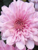 Chrysanthemum Pink - SEASONALS - Exotic Flora