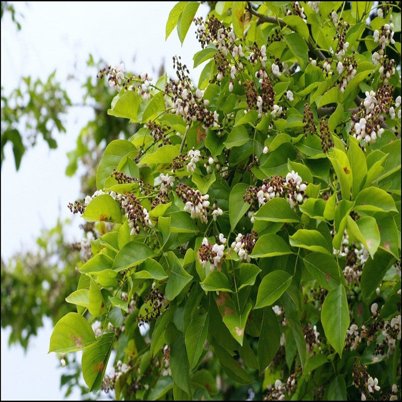 Beech Tree India Pongamia/ Indian Beech Tree -Avenue Trees– Exotic Flora
