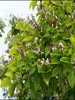 Pongamia/ Indian Beech Tree -Avenue Trees