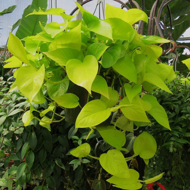 golden money plant Money Plant Golden