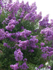 Lagerstroemia Purple - Big Size Plants