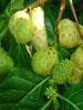 Noni/cheese fruit - Fruit Plants & Tree