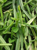 Cissus quadrangularis - Herb Plants