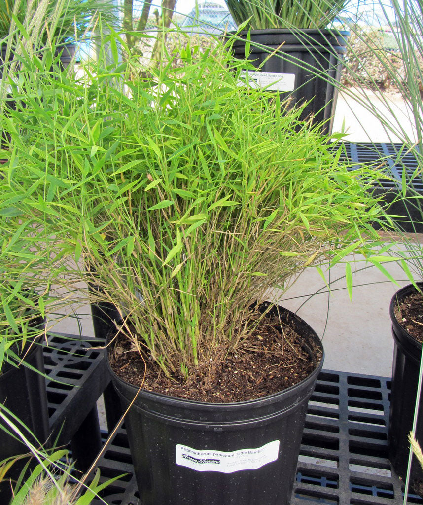 bamboo grass indoor plant Bamboo grass Green