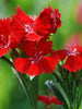 Dianthus Red - SEASONALS - Exotic Flora