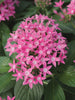 Pentas Pink - Flowering Plants