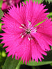 Dianthus Pink - SEASONALS - Exotic Flora