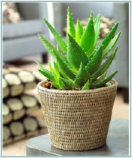 aloe vera plant indoor Aloe Vera