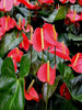 Anthurium Andreanum Red - Gift Plants - Exotic Flora