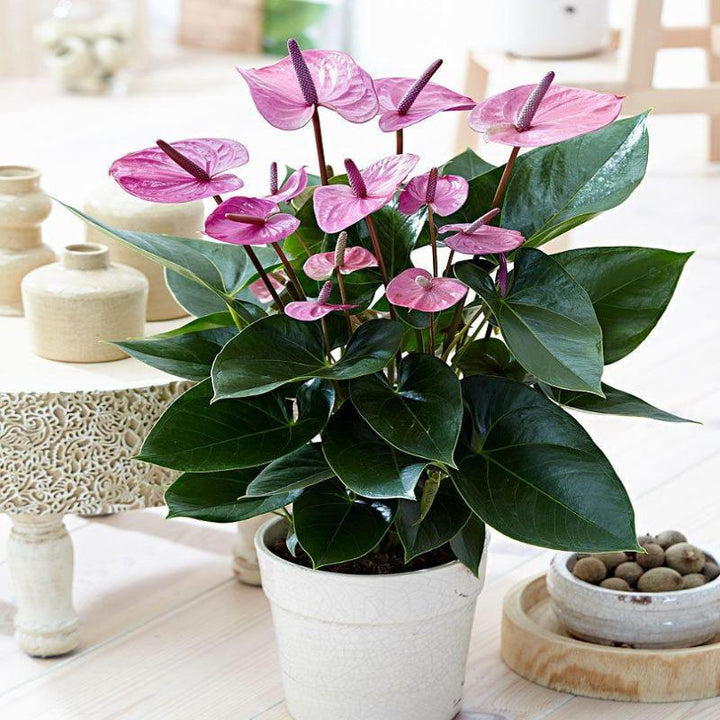 Anthurium Andreanum Violet - Gift Plants– Exotic Flora