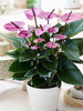 Anthurium Andreanum Violet - Gift Plants - Exotic Flora