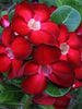 Adenium Red - Flowering Plants - Exotic Flora