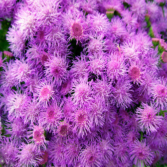 Ageratum-Flower Seeds - Exotic Flora