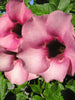 Allamanda purple Or Violet - Flowering Shrubs - Exotic Flora