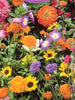 Annual Flowers-Flower Seeds - Exotic Flora
