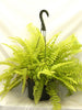 Golden Boston Fern - Indoor Plants