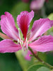 Bauhinia Hybrid - Avenue Trees - Exotic Flora