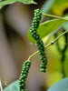 Pepper Climber - Spice Plants