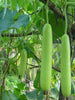 Bottle Gourd-Vegetable Seeds - Exotic Flora