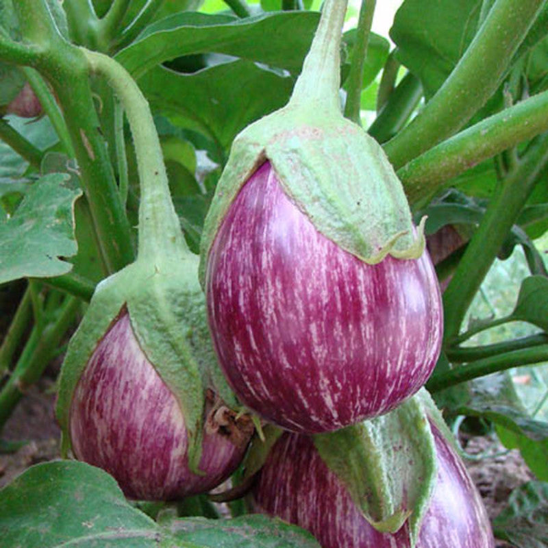 Brinjal Violet-Vegetable Seeds – Exotic Flora