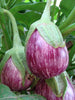 Brinjal Violet-Vegetable Seeds - Exotic Flora