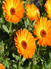 Calendula- Calendula Officinalis -Flowering seeds - Exotic Flora