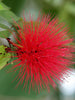 Powderpuff Hybrid Red / Calliandra - Flowering Shrubs