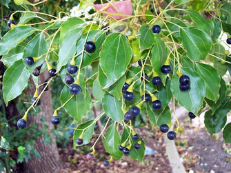 Camphor tree - Avenue trees