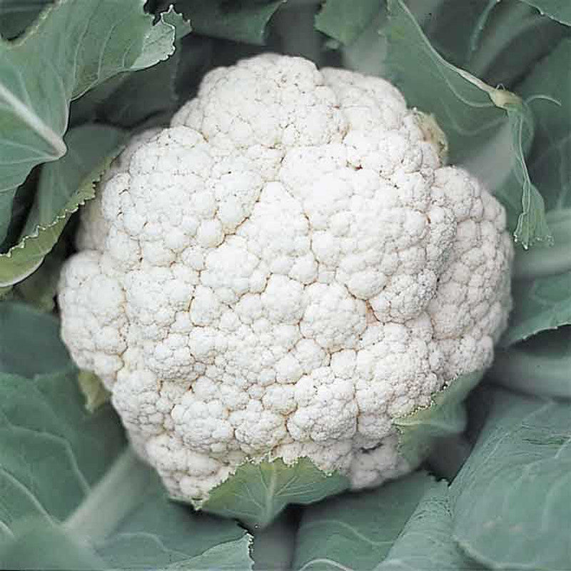 Cauliflower Shreya F1 HYB-Vegetable Seeds– Exotic Flora