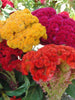 Celosia -Flower Seeds - Exotic Flora