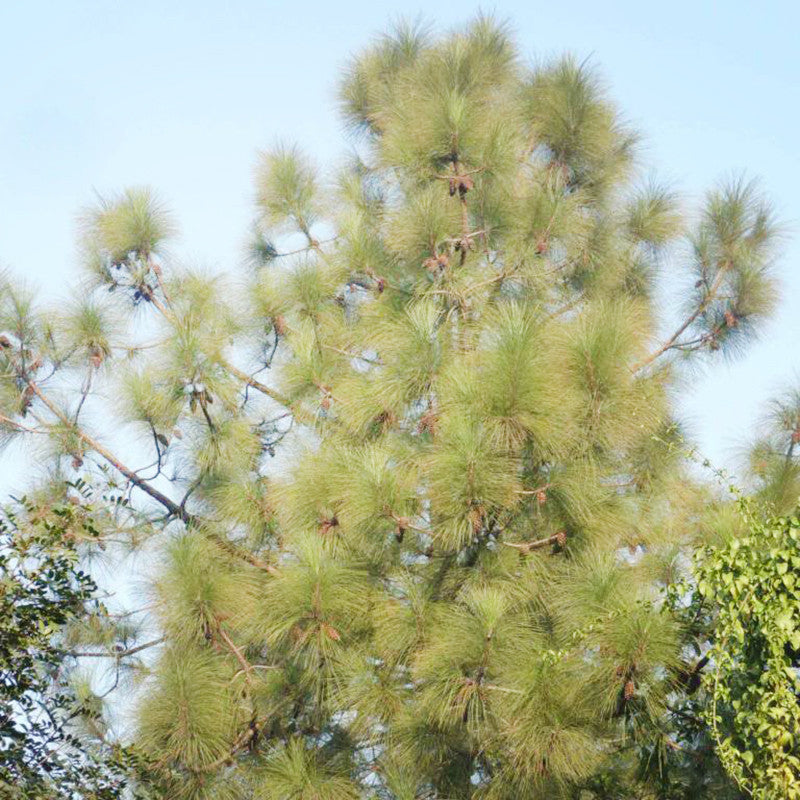 Chir Pine - Avenue Trees– Exotic Flora