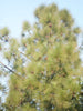 Chir Pine - Avenue Trees - Exotic Flora