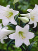 Amaryllis Lily, White - Flowering Plants - Exotic Flora