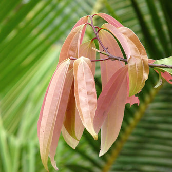 Cinnamomum Tamala Or Tej Patta - Fruit Plants & Tree - Exotic Flora