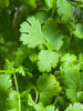 Coriander-Vegetable Seeds - Exotic Flora