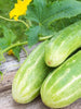 Cucumber NS 404-Vegetable Seeds - Exotic Flora