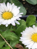 Daisy- Bellis Perennis - Flowering seeds - Exotic Flora
